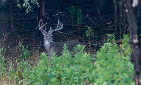 Whitetail Deer In Center P Flickr
