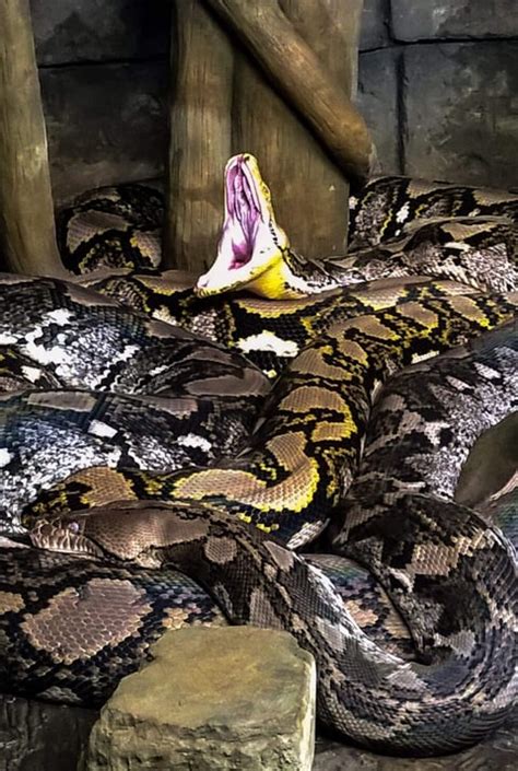Reticulated Python Clyde Peelings Reptiland