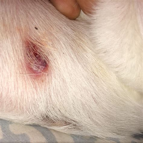 My Dog Has A Red Sore On The Back Of His Leg Noticed It About A Day Or