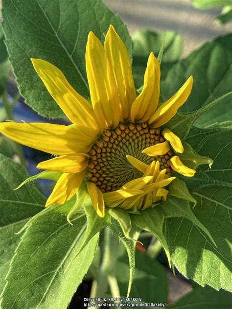 Sunflower Helianthus Annuus Dwarf Sunspot In The Sunflowers