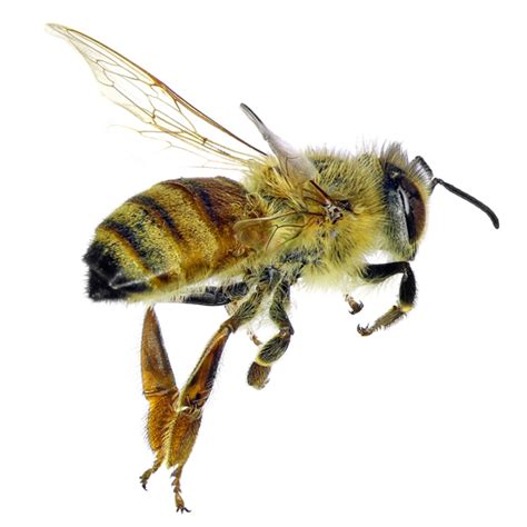 The Dangers Of Neonicotinoid Pesticides Mother Earth News