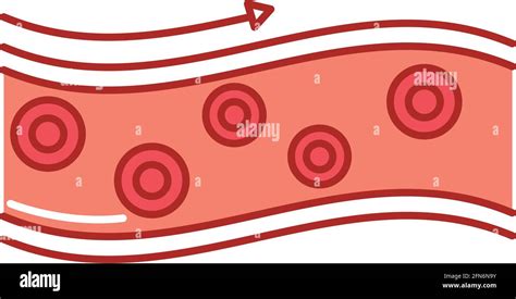 Artery Blood Flow Stock Vector Image And Art Alamy