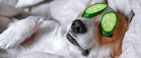 But cucumbers can be a choking hazard if incorrectly prepared. Can Dogs Eat Cucumbers? - PetPlace