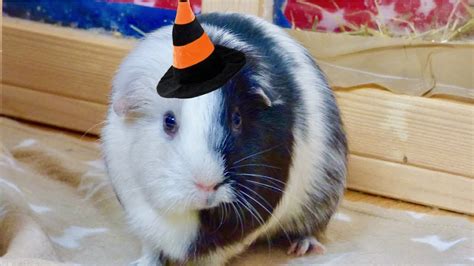 A Guinea Pig Halloween Story Youtube