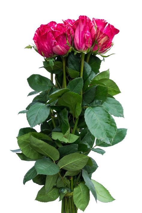 Pink Intuition Exclusive Roses Flower Explosion