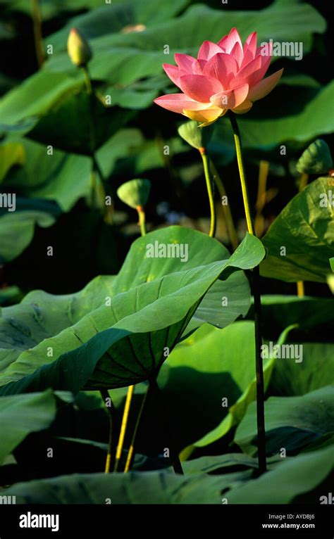 Lotus Flower Nelumbo Nucifera Stock Photo Alamy