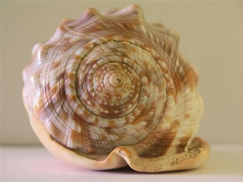 Sea Shell 2 Free Photo Download Freeimages