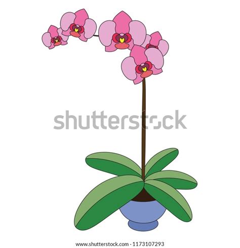 Orchid Flower Cartoon Outlined Illustration Thin Stock Vector Royalty