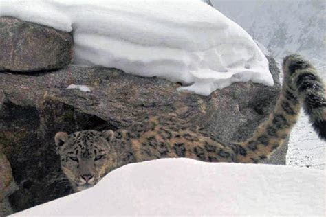 Elusive Snow Leopards Found In Thriving Colony In Remote Afghanistan