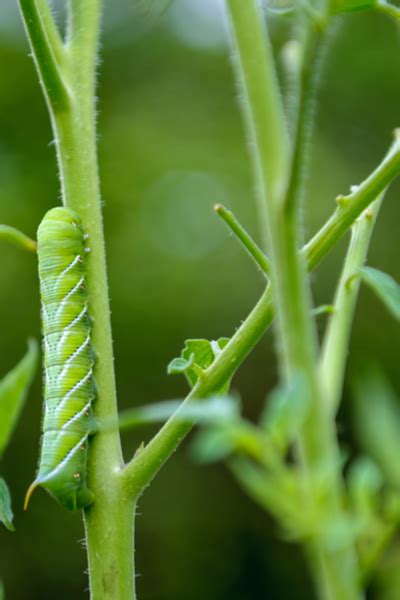 How To Stop Tomato Hornworms From Damaging Your Vegetable Plants