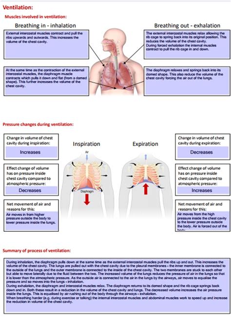 Btec Health And Social Care Unit 3 Respiratory System Illustrated