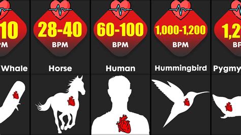 Heart Rate Of Different Animals Heart Beats Per Minute Comparison