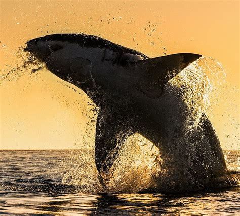 Great White Shark Breaching Hd