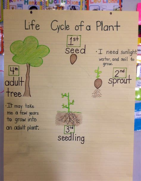 Research Focus Life Cycle Of A Plant Life Cycles Kindergarten