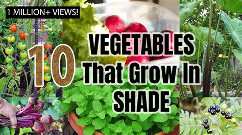 Top 10 Shade Loving Vegetables The Best Veggies To Grow In Shade