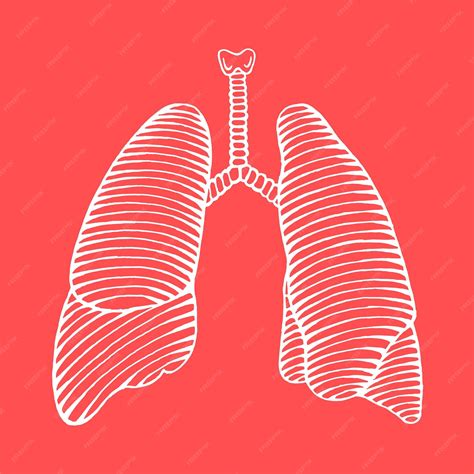 Premium Vector Hand Drawn Human Lung Illustration Reverse