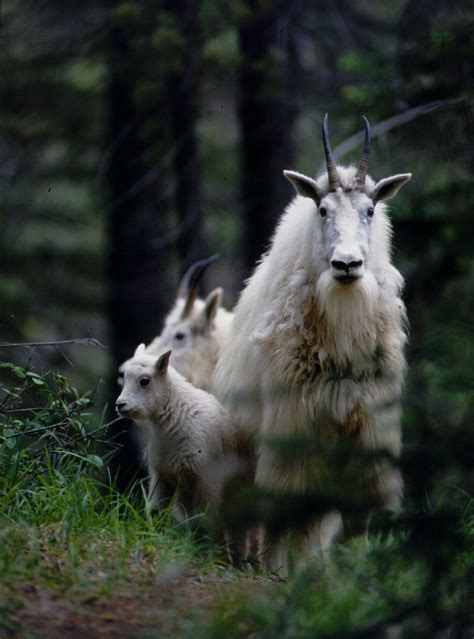 Coastal Mountain Goat Ungulate Winter Ranges Province Of British Columbia