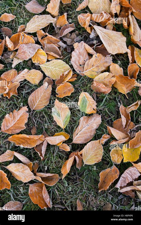 Fagus Sylvatica Fallen Beech Leaves On Grass In The Frost Pattern From