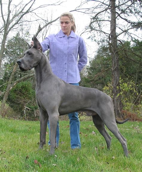 European Blue Great Dane Puppies Picture Dog Breeders Guide