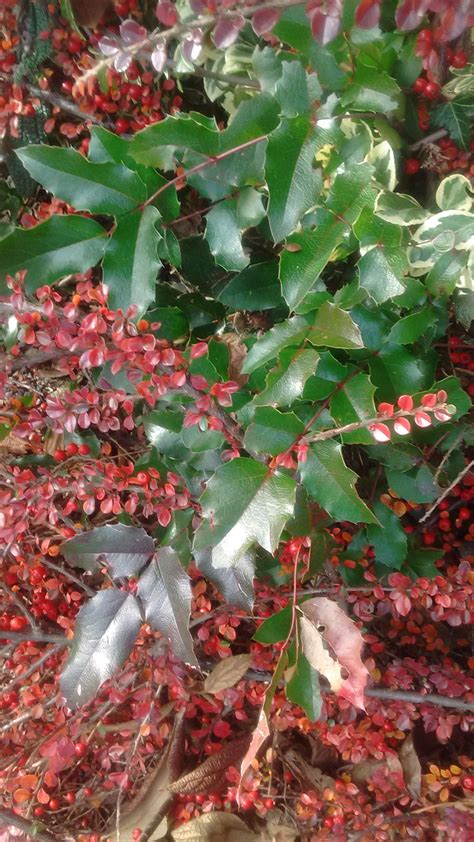 Holly with Red Berries and Red leaves | Red berries, Berries, Plants