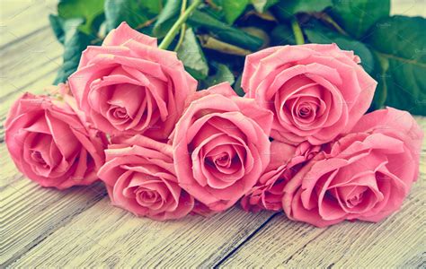 Beautiful Pink Roses High Quality Abstract Stock Photos