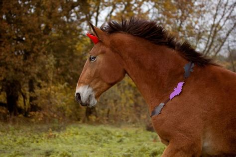 Equine Halloween Costumes For Your Horse Horses