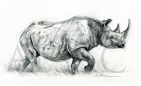 Black Rhino Illustration By Stéphane Alsac Wildlife Artist