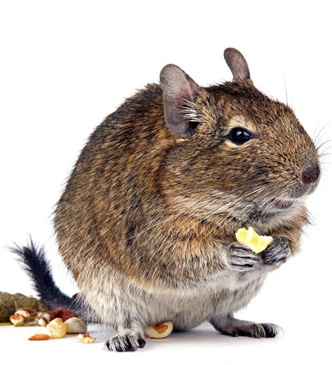 Degu Food - Making the Right Choice for Your Pets