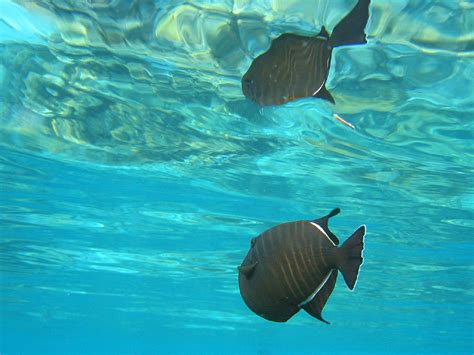 Free Images Sea Water Ocean Wildlife Underwater Tropical Fish