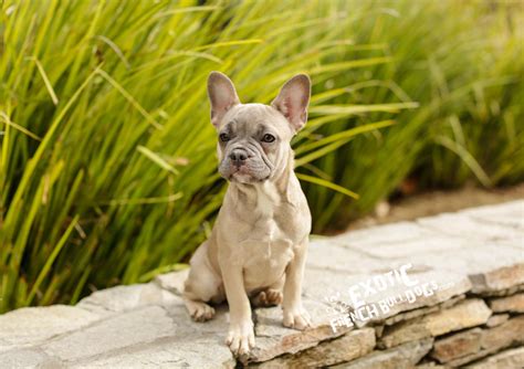 Fiona4 Exotic French Bulldogs