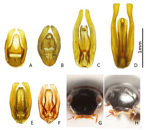 Male Genitalia And Front View Of The Head Of Taiwanese Coelostoma