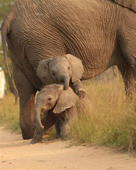 Baby Twins These Beautiful Twin Elephants Will Be Lucky To Grow Up Let