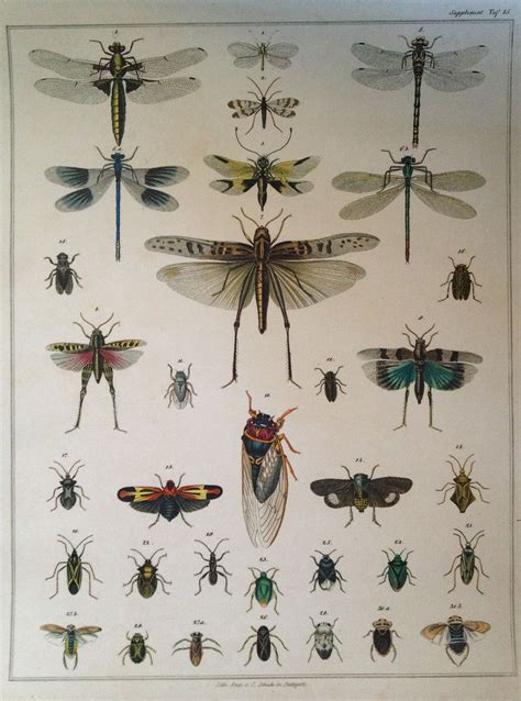 Dragonfly And Beetle Print From 1860 Insect Print Insect Art