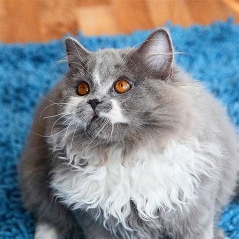Fluffy Cat Breeds Uk Cat Meme Stock Pictures And Photos