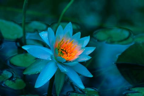 Blue Lotus Flower Wallpaper 14 Lotus Flower Pictures And Images Lotus