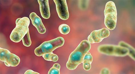 Zakażenia Clostridium Difficile — Przegląd Aktualnych Opcji