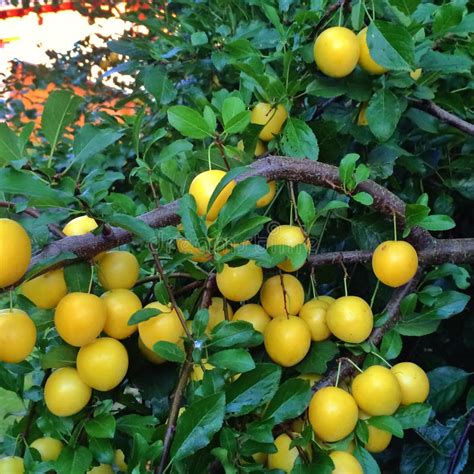 A Tree Full Of Deliciois Small Yellow Plums Stock Photo Image Of