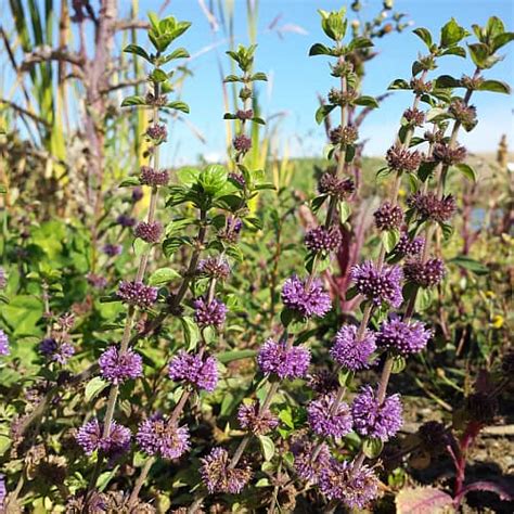 How To Grow And Plant European Pennyroyal Mentha Pulegium Pond Informer