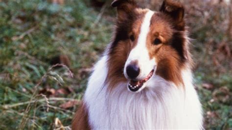 Lassie 1994 Backdrops — The Movie Database Tmdb