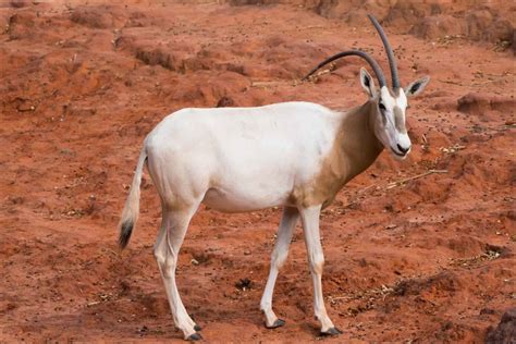 Scimitar Horned Oryx Pictures Az Animals