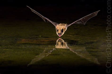 Bat Photography Photo Tour Workshop — Christopher Dodds Photography
