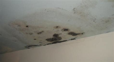 Evidence of small, on going leaks may not be visible until mold has begun. Removing Mold on Ceiling and Keep it From Returning