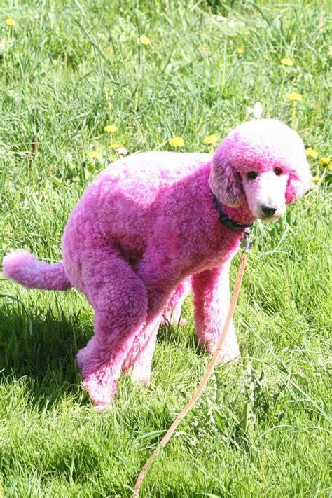 Pink Poodle Pooping Pink Dog Cute Poodle Pink Poodle