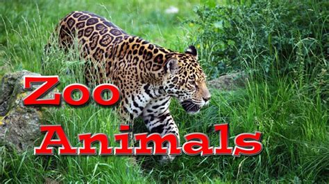Jul 02, 2021 · the oakland zoo in california started this week with bears, mountain lions, tigers and ferrets, the first of about 100 animals that are set to receive an experimental vaccine against the. Animal World: Zoo Animals for Kids - YouTube