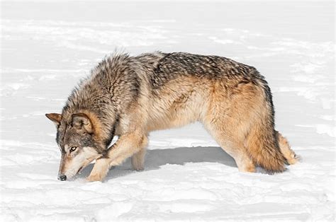 Wolf Prowl Stock Photos Pictures And Royalty Free Images Istock