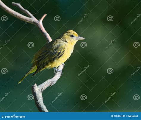 Bright Yellow Summer Tanager Bird Perches On A Leafy Tree Branch Stock