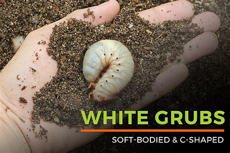 White Grubs In Garden Facts Diet Habitat And Life Cycle