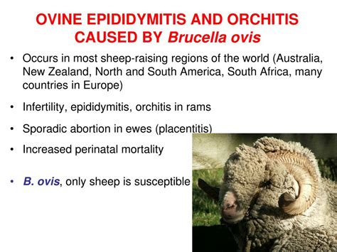Ppt Brucellosis 2 Powerpoint Presentation Free Download Id4553726