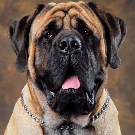 10 Best Images About English Mastiff Breed On Pinterest