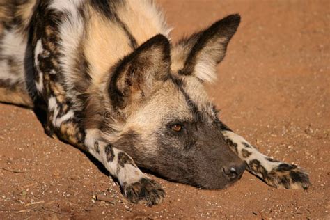 Afrikaanse Wilde Hond Stock Afbeelding Image Of Waakzaam 38851511